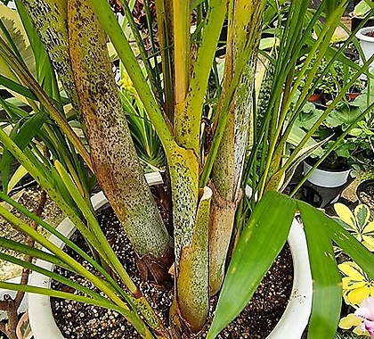 대나무아레카야자-목대굵은것초미세먼지1급공기정화식물