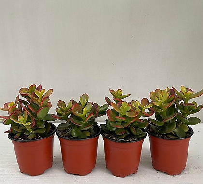 미니염좌 4개묶음 공기정화식물 반려식물 온누리꽃농원