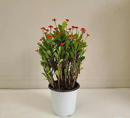 꽃기린 빨강 공기정화식물 반려식물 온누리꽃농원