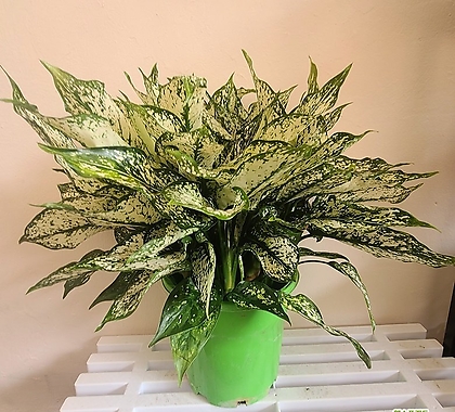 스노우 사파이어(대품) 아글라오네마 인테리어식물 키우기쉬운식물