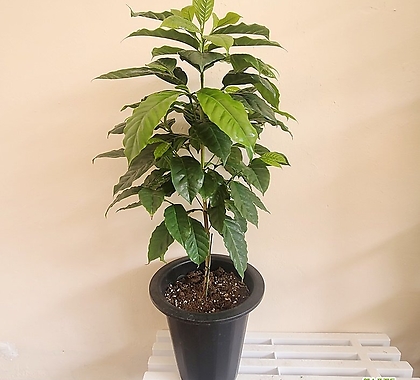 커피나무(중형) 아라비카 키우기쉬운식물 열매 키우기