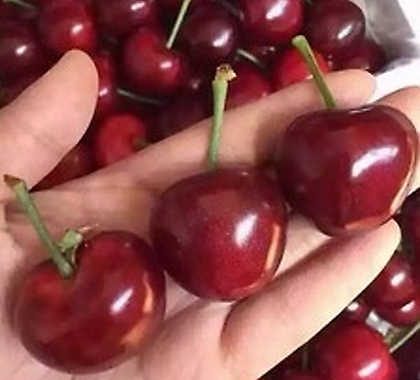 자가수정 체리나무 화분상품/ 라핀체리/cherry blossom