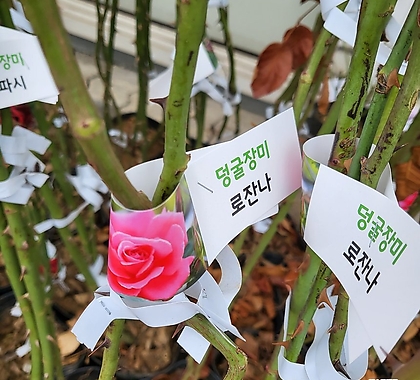 덩굴장미(대) 핑크 로잔나 2022 새상품