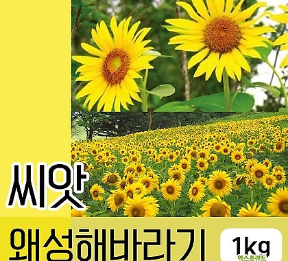 [조이가든]왜성 해바라기씨앗 1kg 꽃씨(꽃씨앗 꽃씨 대용량씨앗 해바라기)