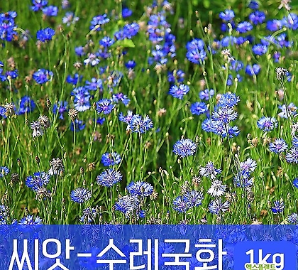 [조이가든]씨앗-수레국화_1kg 꽃씨
