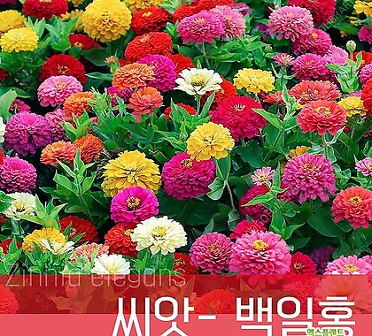 [조이가든]씨앗-백일홍_1kg 꽃씨