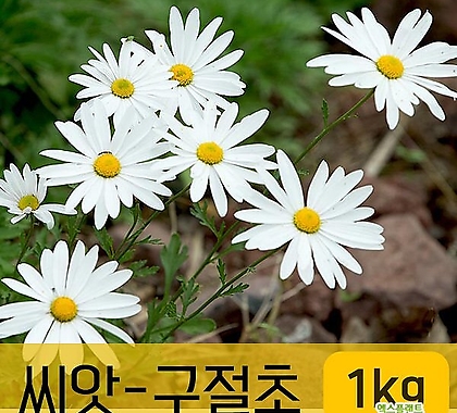 [조이가든]씨앗-구절초_1kg 꽃씨