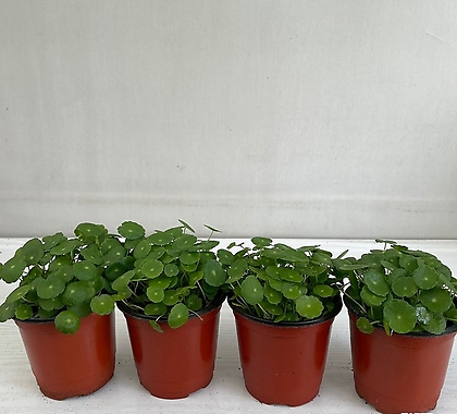 워터코인 4개묶음 공기정화식물 반려식물 온누리꽃농원