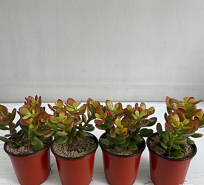 꽃염좌 4개묶음 공기정화식물 반려식물 온누리꽃농원