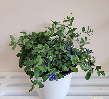 아메리칸블루(중품) 인테리어식물 파랑꽃 