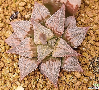 롬바드스타 F2 (Haworthia cv. Rombard Star F2)