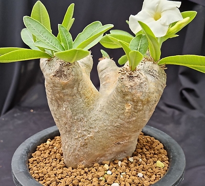 파키포디움 에버넘 (Pachypodium Eburneum) 아프리카식물