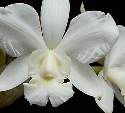 카틀레야원종.B8번.Cat.walkeriana var.alba예쁜 흰색.순수백색.예쁜꽃모양.아주좋은향.
