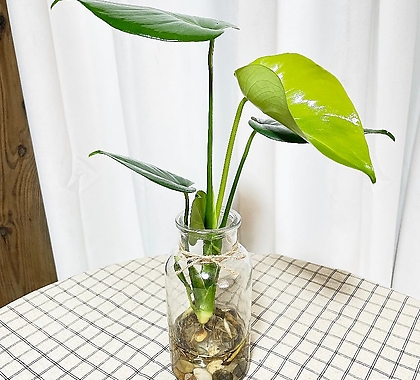 Monstera deliciosa Hydroponic plant - Xplant