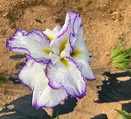 아이리스투톤-붓꽃-덩어리큰老庄주-최고품보내드림 --  -