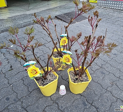 목단꽃중에  으뜸으로   쳐주는 노랑 일본목단 동일상품발송