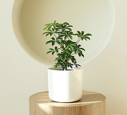 홍콩야자 원형 커버화분 SET_싱그러운 홈가드닝 공기정화식물