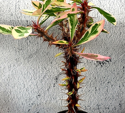 Euphorbia milii 513