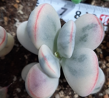 Cotyledon orbiculata cv variegated 