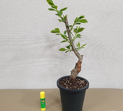 플럼코트나무(자두+살구)티파니 접목1년생 화분채배송