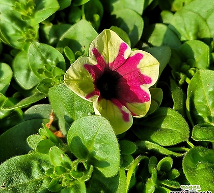 Petunia × atkinsiana 