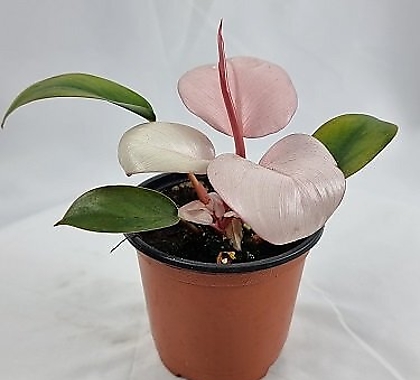 Philodendron tatei Congo Rojo Air purification - Xplant
