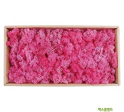 고운물가든 가습효과 자연 천연 이끼모스 핑크색 1박스 (500g)