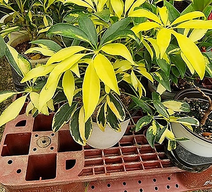 황금홍콩야자나무-4년이상