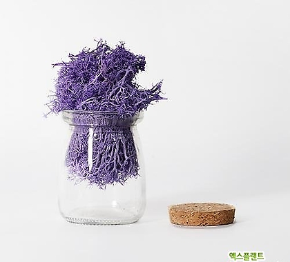 고운물가든 가습효과 자연 천연 이끼모스 20g + 푸딩컵(마개포함)