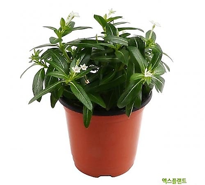 고운물가든 페어리스타 1포트 - 거실화분 공기정화식물 관엽식물