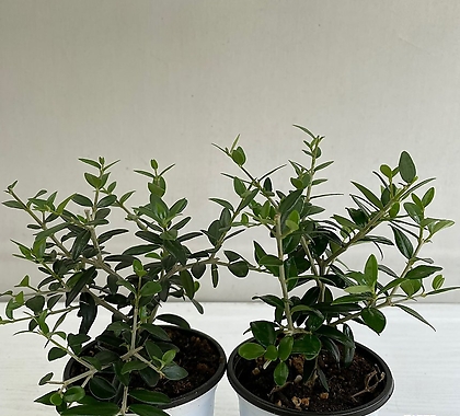 올리브나무 2개묶음 공기정화식물 반려식물 온누리꽃농원