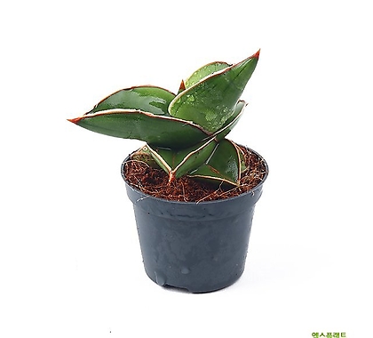 고운물가든 티아라 스투키 1포트 - 공기정화 식물