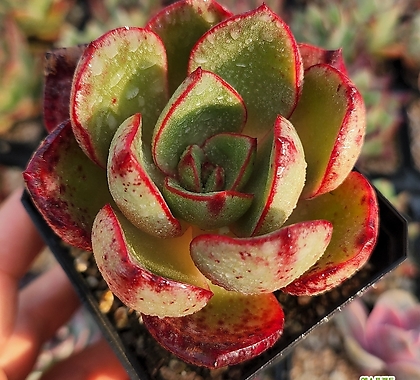 火神(623) (623) 多肉植物 - Xplant