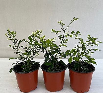 오렌지자스민 3개묶음 공기정화식물 반려식물 온누리농원