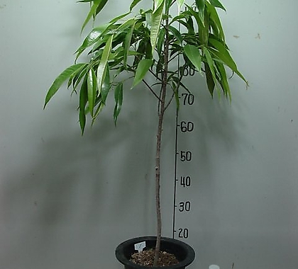 Ficus elastica 1-- 130-
