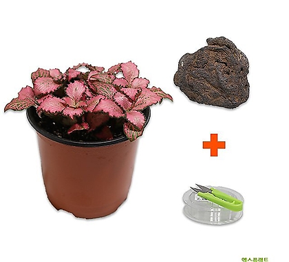 고운물가든 DIY 마이플랜츠 화산석 레드스타 (수생식물)