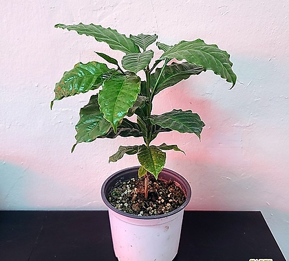 커피나무(중품) 외목대 실내공기정화식물 열매식물 인테리어식물 07