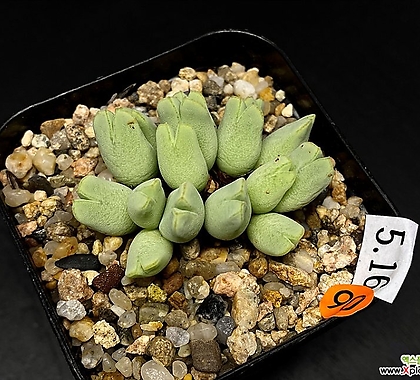 Conophytum blandum-16두(코노 블랜덤5.16)