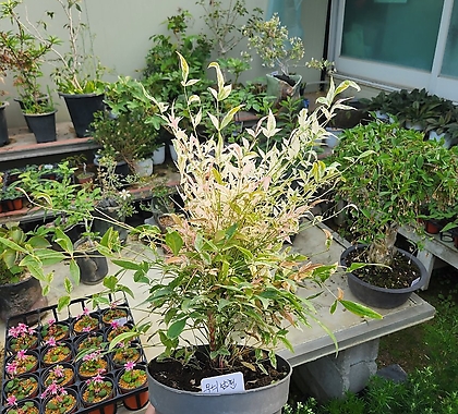 무늬남천 무늬종초희귀 공기정화식물 월동가능식물