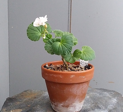 Geranium/Pelargonium ,-