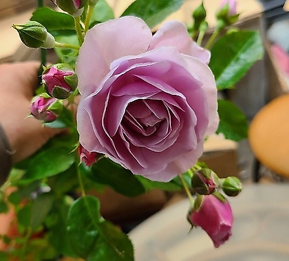 독일장미.4계.코르데스.노티카.예쁜라벤다블루색.블루보라색.old rose 향기.꽃5-6cm.정원장미.