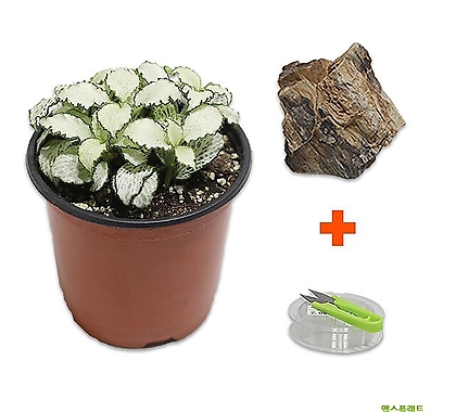 고운물가든 DIY 마이플랜츠 목화석 화이트스타 (수생식물)