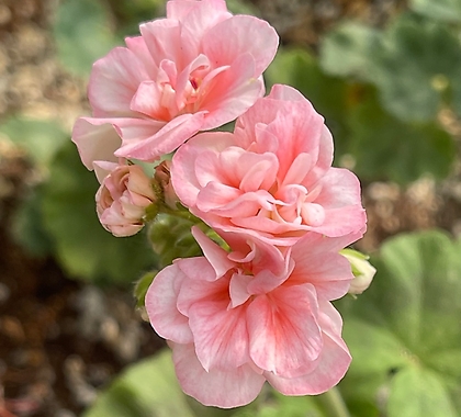 Pelargonium(Geranium) 