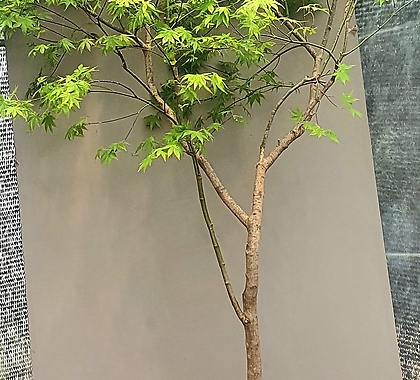 단풍나무, 전체높이 165cm 전후