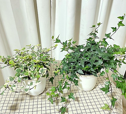 청년농부 풍성한 아이비 무늬아이비 아이비키우기 실내식물 인테리어식물 소형식물