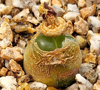 Conophytum maughanii 0525