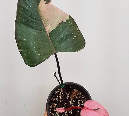 [무늬천재] 큰잎 핑크프린세스 200 / 동일품배송