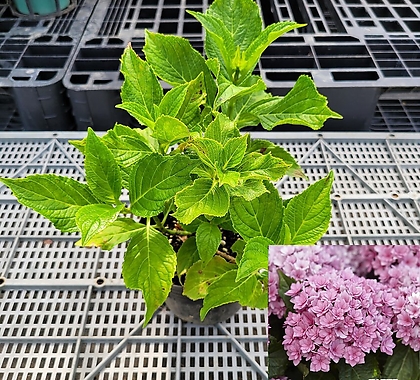 Hydrangea macrophylla /NO72  / 15CM /