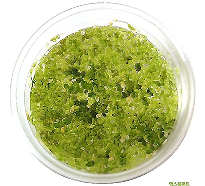 고운물가든 개구리밥 (종이컵 표면 용량 1컵) - 수생식물