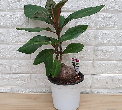 바링토니아18 - 공기정화식물